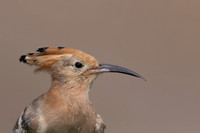 Hoopoe