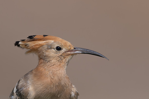 Hoopoe, Jandia Golf Course, Fuertventura, August 2025