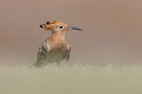 Hoopoe, Jandia Golf Course, Fuertventura, August 2025