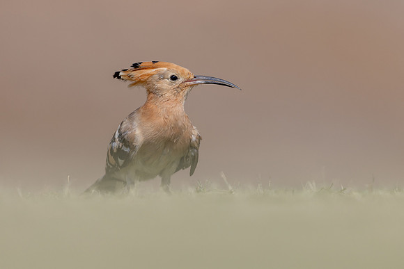 Hoopoe, Jandia Golf Course, Fuertventura, August 2025