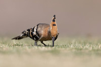 Hoopoe, Jandia Golf Course, Fuertventura, August 2025