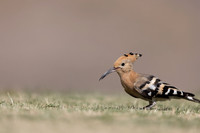 Hoopoe, Jandia Golf Course, Fuertventura, August 2025
