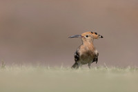Hoopoe, Jandia Golf Course, Fuertventura, August 2025