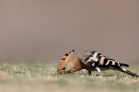Hoopoe, Jandia Golf Course, Fuertventura, August 2025
