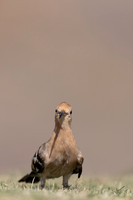 Hoopoe, Jandia Golf Course, Fuertventura, August 2025