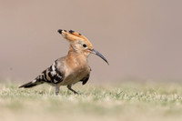 Hoopoe, Jandia Golf Course, Fuertventura, August 2025