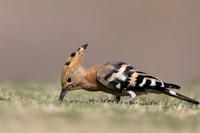 Hoopoe, Jandia Golf Course, Fuertventura, August 2025