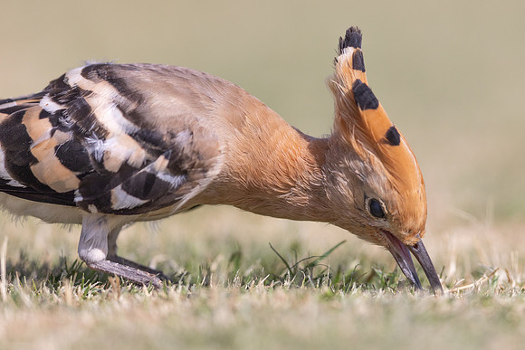 Hoopoe, Jandia Golf Course, Fuertventura, August 2025