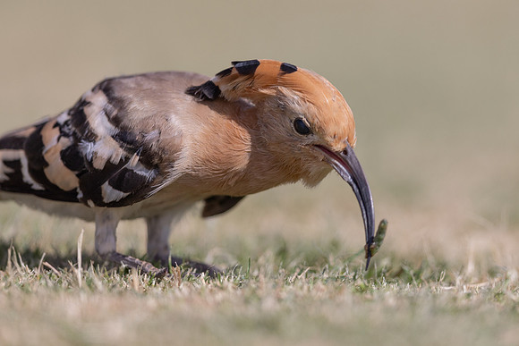 Hoopoe, Jandia Golf Course, Fuertventura, August 2025