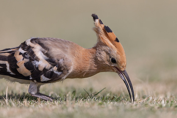Hoopoe, Jandia Golf Course, Fuertventura, August 2025