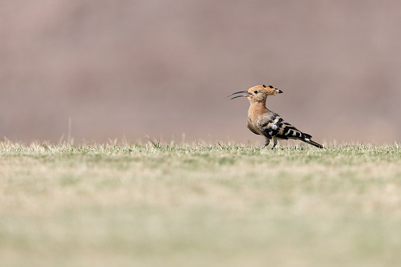 Hoopoe, Jandia Golf Course, Fuertventura, August 2025