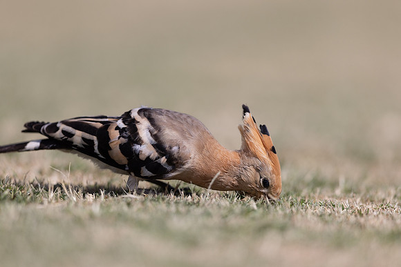 Hoopoe, Jandia Golf Course, Fuertventura, August 2025