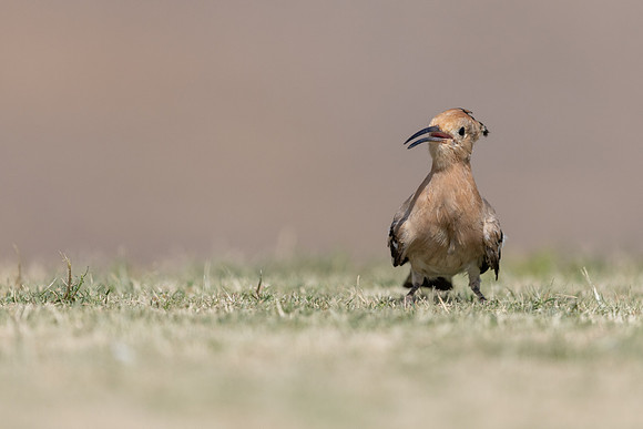 Hoopoe, Jandia Golf Course, Fuertventura, August 2025