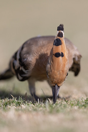 Hoopoe, Jandia Golf Course, Fuertventura, August 2025