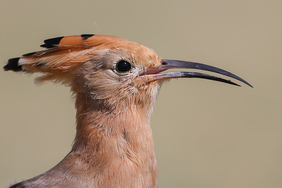 Hoopoe, Jandia Golf Course, Fuertventura, August 2025