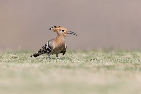 Hoopoe, Jandia Golf Course, Fuertventura, August 2025