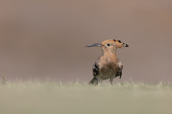 Hoopoe, Jandia Golf Course, Fuertventura, August 2025
