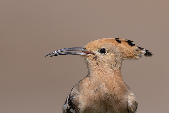 Hoopoe, Jandia Golf Course, Fuertventura, August 2025