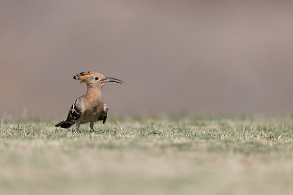 Hoopoe, Jandia Golf Course, Fuertventura, August 2025