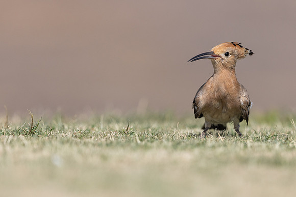 Hoopoe, Jandia Golf Course, Fuertventura, August 2025