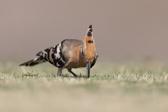 Hoopoe, Jandia Golf Course, Fuertventura, August 2025