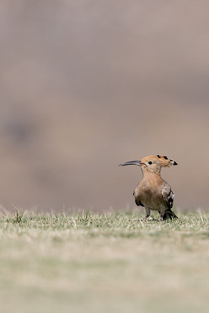 Hoopoe, Jandia Golf Course, Fuertventura, August 2025