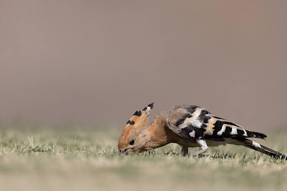 Hoopoe, Jandia Golf Course, Fuertventura, August 2025