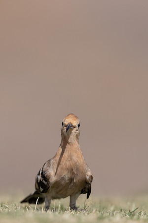 Hoopoe, Jandia Golf Course, Fuertventura, August 2025