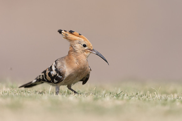 Hoopoe, Jandia Golf Course, Fuertventura, August 2025