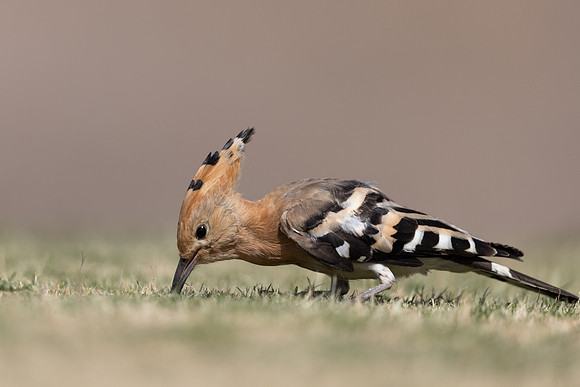 Hoopoe, Jandia Golf Course, Fuertventura, August 2025