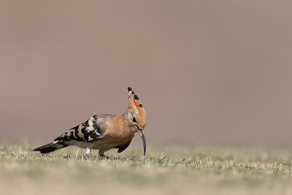 Hoopoe, Jandia Golf Course, Fuertventura, August 2025