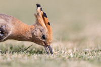 Hoopoe, Jandia Golf Course, Fuertventura, August 2025