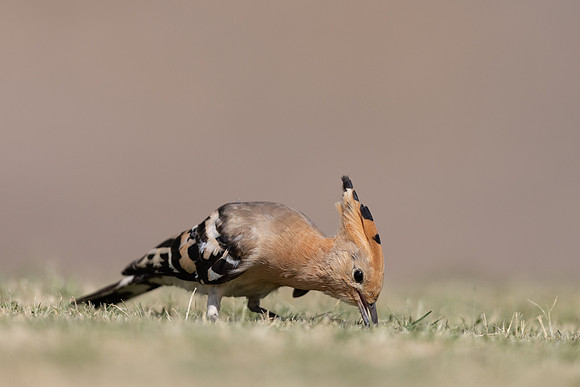 Hoopoe, Jandia Golf Course, Fuertventura, August 2025