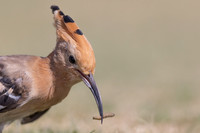 Hoopoe, Jandia Golf Course, Fuertventura, August 2025
