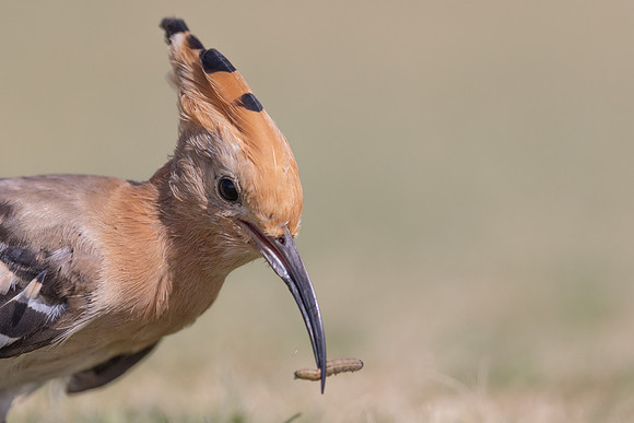 Hoopoe, Jandia Golf Course, Fuertventura, August 2025