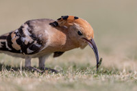 Hoopoe, Jandia Golf Course, Fuertventura, August 2025
