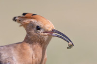 Hoopoe, Jandia Golf Course, Fuertventura, August 2025