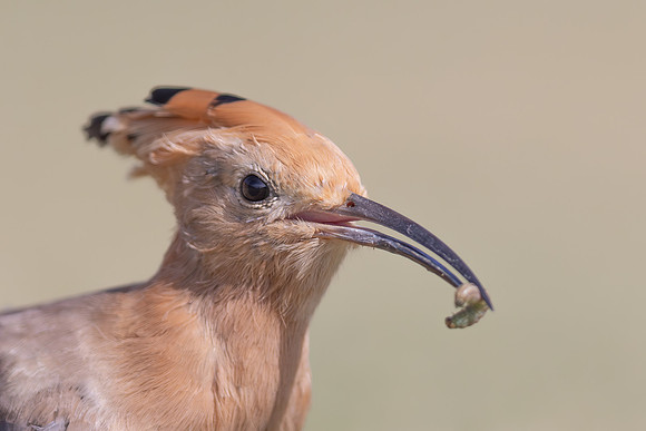 Hoopoe, Jandia Golf Course, Fuertventura, August 2025
