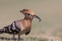 Hoopoe, Jandia Golf Course, Fuertventura, August 2025