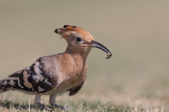 Hoopoe, Jandia Golf Course, Fuertventura, August 2025