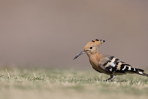 Hoopoe, Jandia Golf Course, Fuertventura, August 2025