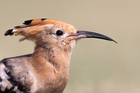 Hoopoe, Jandia Golf Course, Fuertventura, August 2025