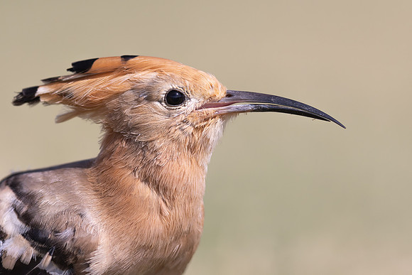 Hoopoe, Jandia Golf Course, Fuertventura, August 2025