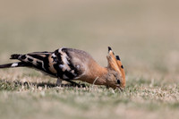 Hoopoe, Jandia Golf Course, Fuertventura, August 2025