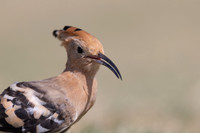 Hoopoe, Jandia Golf Course, Fuertventura, August 2025