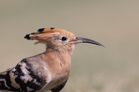 Hoopoe, Jandia Golf Course, Fuertventura, August 2025