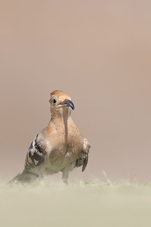 Hoopoe, Jandia Golf Course, Fuertventura, August 2025
