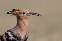 Hoopoe, Jandia Golf Course, Fuertventura, August 2025