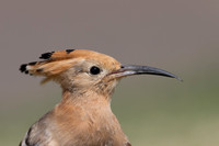 Hoopoe, Jandia Golf Course, Fuertventura, August 2025
