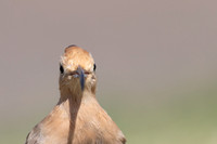 Hoopoe, Jandia Golf Course, Fuertventura, August 2025
